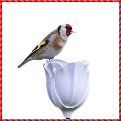 bird feeder-123