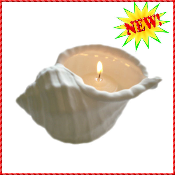 conch shell-026