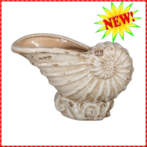conch shell-029