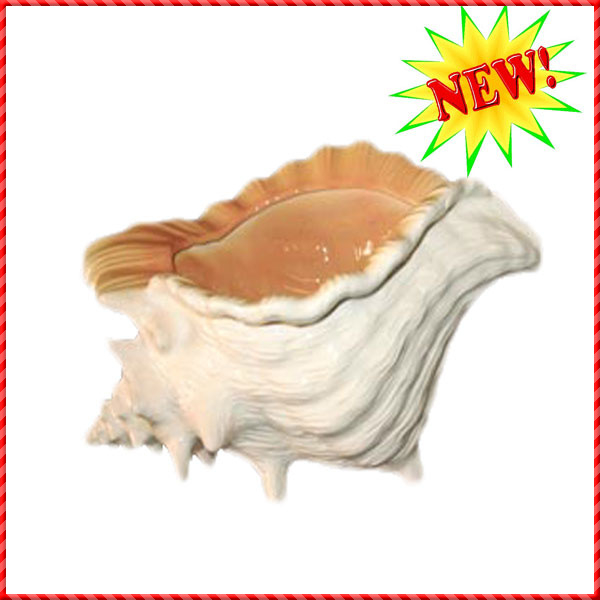 conch shell-031