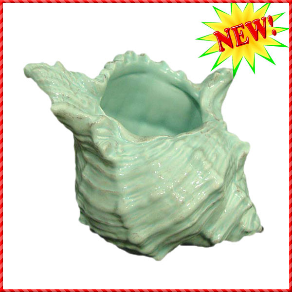 conch shell-034