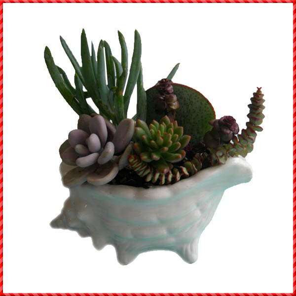 conch shell-042
