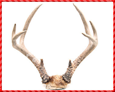 Deer Antler-015