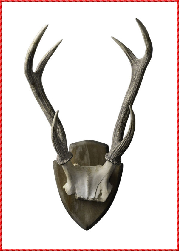 Deer Antler-019